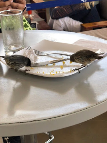 Opinii despre Pikero Express în Ambato - Gastronomía y hostelería