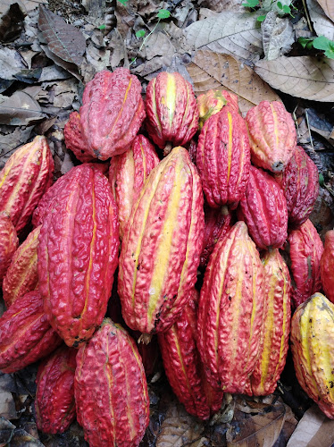 cacao de la loma - Puerto Quito