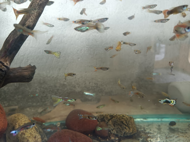 La Playa del Pisque - Gastronomía y hostelería