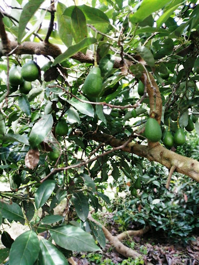 Distribuidora de productos El Paraiso