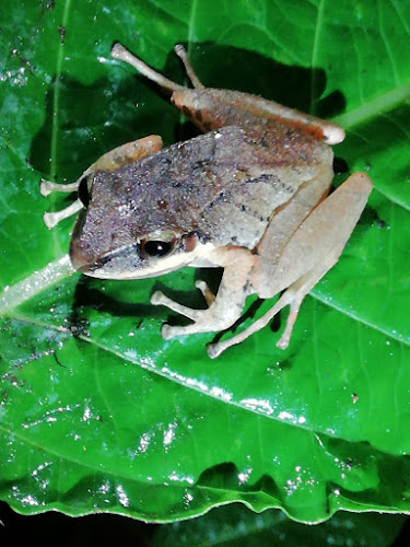 SALOYA FROGS (hospedaje) - San Miguel de Los Bancos