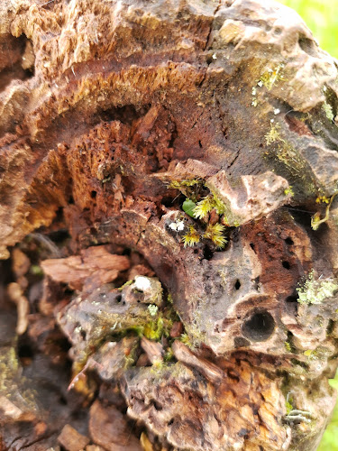 El Alisar, Cafeteria - Papallacta