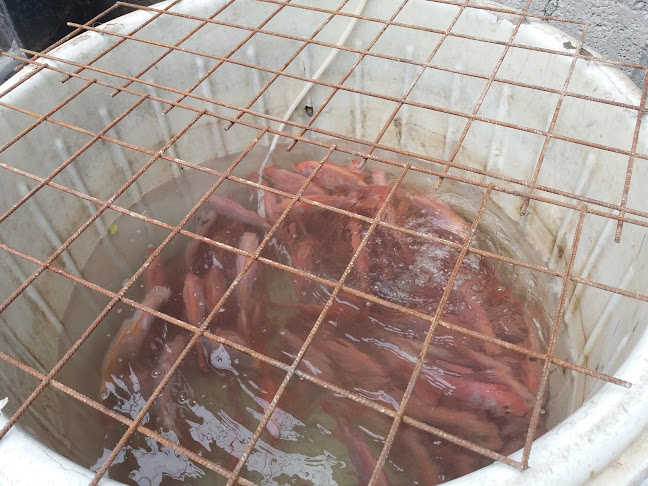 Comentarii opinii despre Cabaña Restaurant D,Agapito