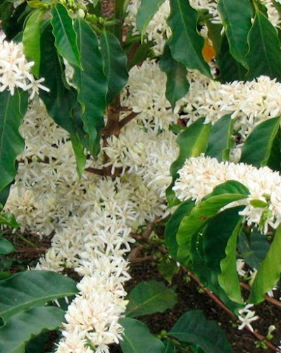 CaféHJAS - Lauro Guerrero