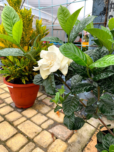 Opinii despre La Casa Vieja Restaurant în El Chaco - Gastronomía y hostelería