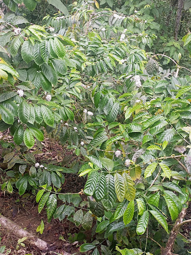 Golden Coffee Amazonas