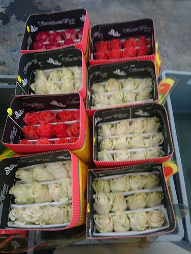 SANTA CLARA GARDENS - Tabacundo