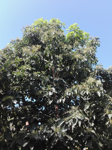 Opinii despre Finca Divino Niño în Bahía de Caráquez - Gastronomía y hostelería