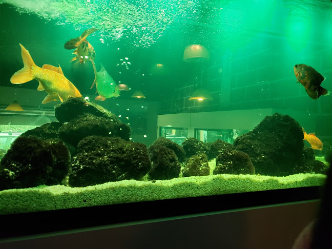 Comentarii opinii despre Settimo Mare