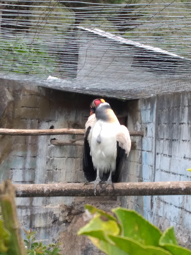 X2RG+R42, E487, Pallatanga