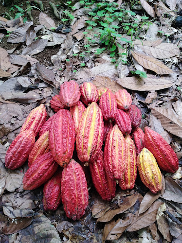 Opinii despre cacao de la loma în Puerto Quito - Gastronomía y hostelería