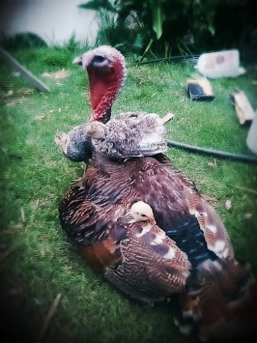 Opinii despre En Algún lugar del mundo în Portoviejo - Gastronomía y hostelería