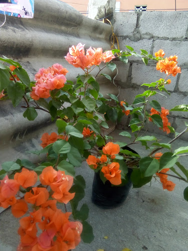 Troncal de la Costa, Ecuador