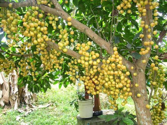 Comentarii opinii despre El Che