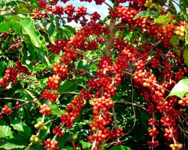 Opinii despre CaféHJAS în Lauro Guerrero - Gastronomía y hostelería