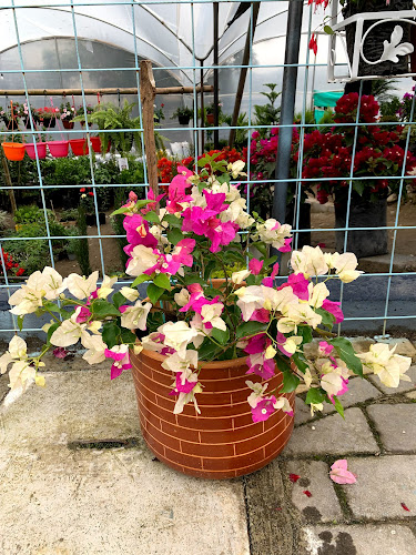 La Casa Vieja Restaurant