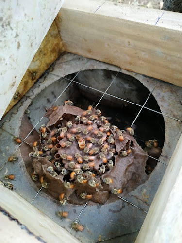 Meliponario Vitae - Quevedo