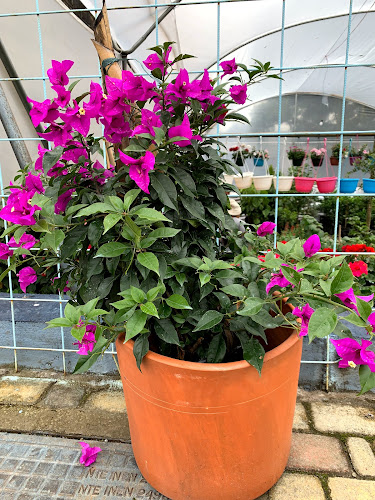 La Casa Vieja Restaurant - Gastronomía y hostelería