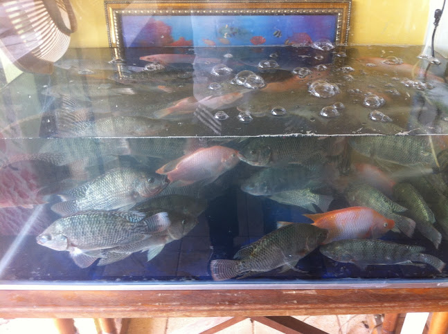 Opinii despre Tu Tienda De Nangaritza în Guayzimi - Gastronomía y hostelería