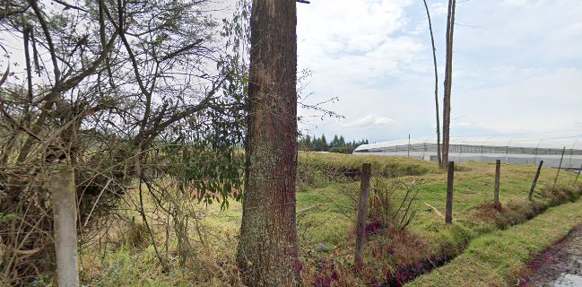 ANDEANROSES CIA LTDA